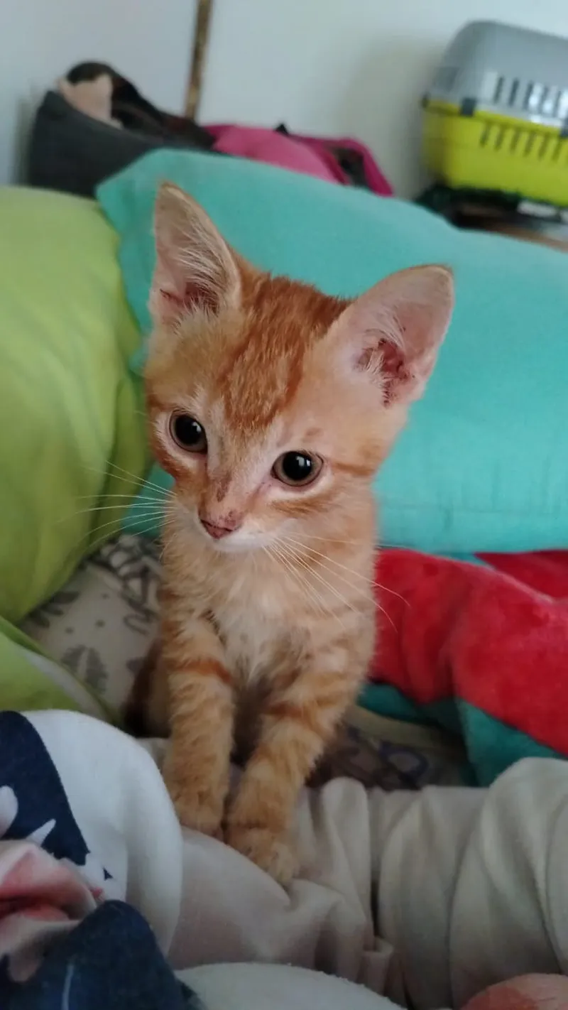 Peludo rescatado en su nuevo hogar